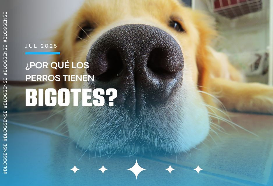 ¿Por qué los perros tienen bigotes? 